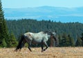Wild Horse Blue Roan Stallion in the Pryor Mountains